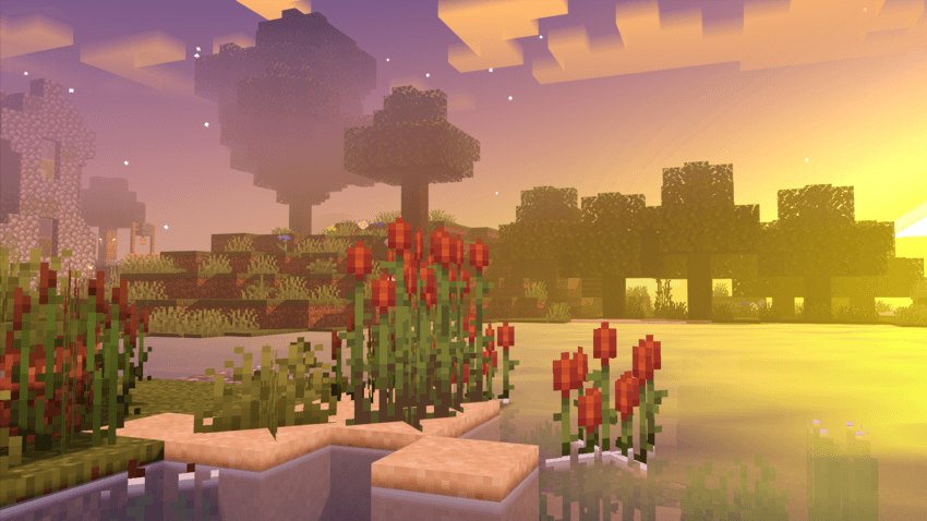 Golden sunset across water and a flowered shore