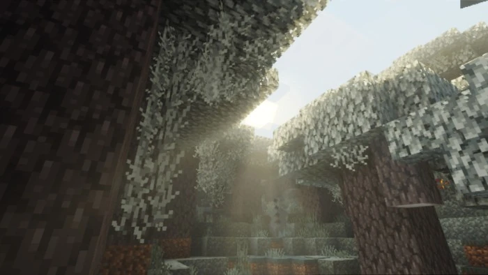 Low sunlight filters through pale leaves while trunks remain in shade.